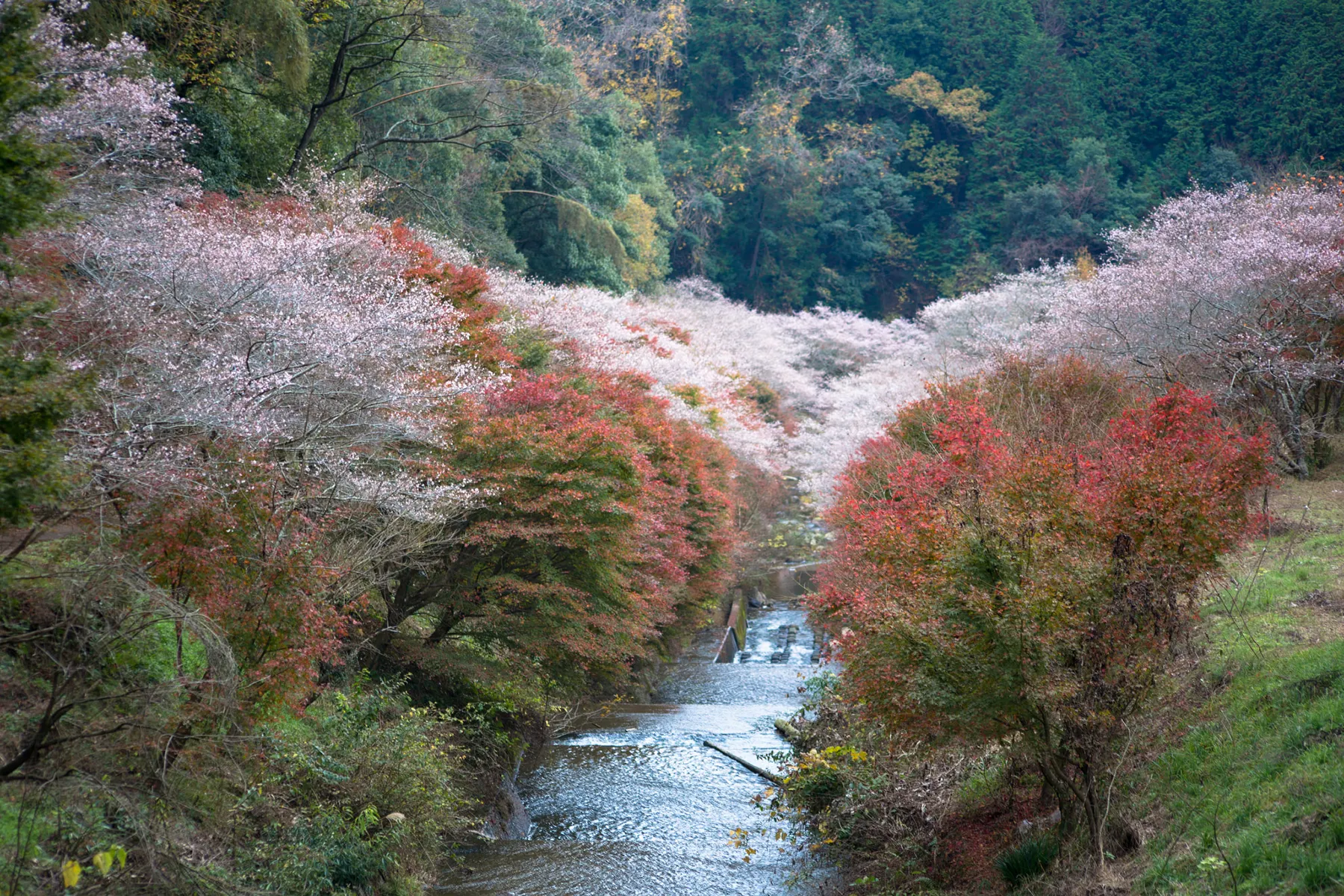ぶらり一人旅「小原村 川見四季桜の郷」