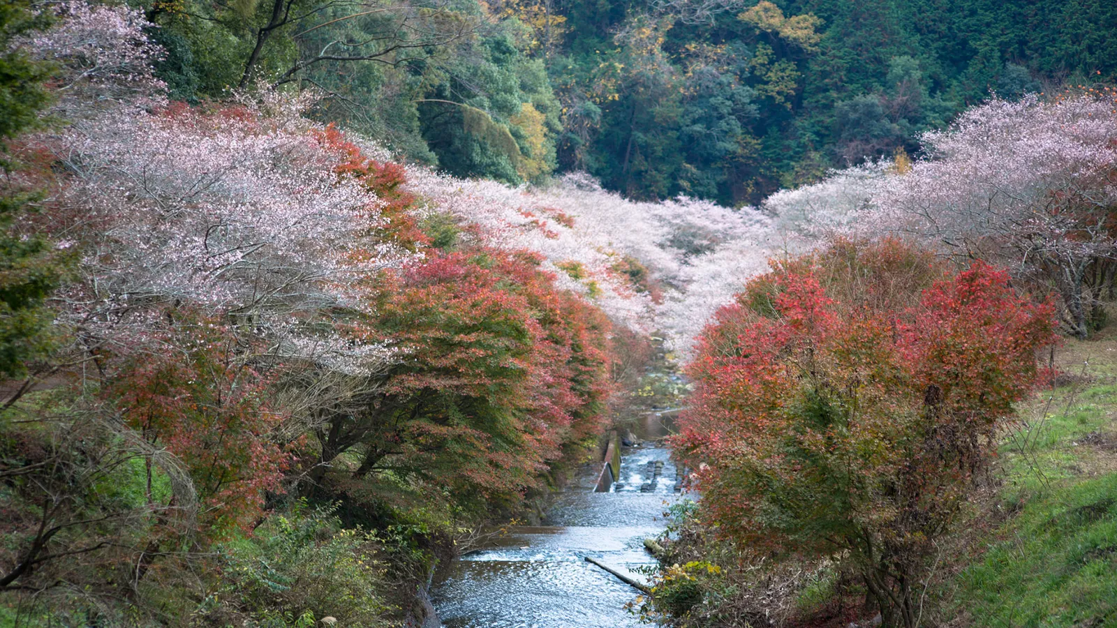 ぶらり一人旅「小原村 川見四季桜の郷」