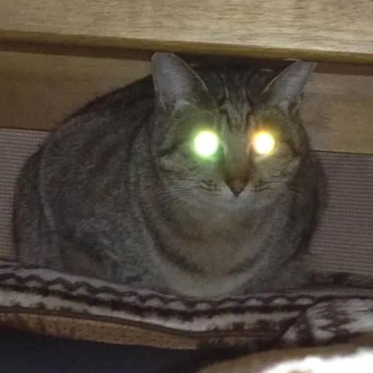 我が家のお猫様です
